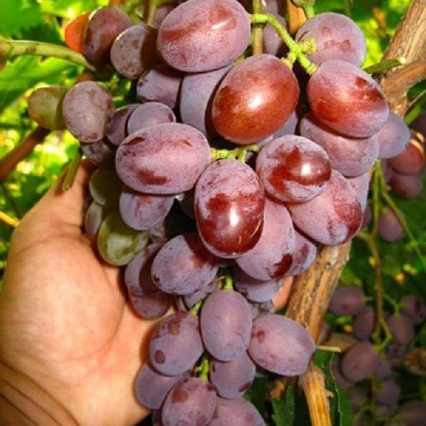 Необыкновенно вкусный сорт с высокой урожайностью — виноград виктория