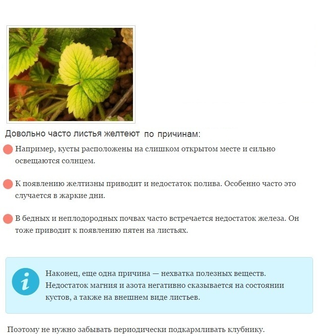 Клубника: болезни и вредители, как бороться, почему сохнет, желтеет и не цветет, фото