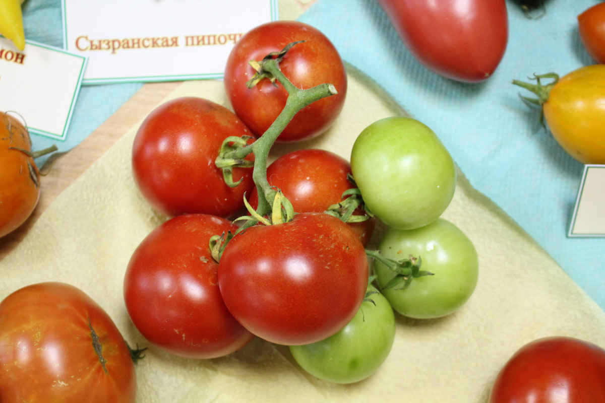 Лучшие сорта томатов: обзор с описанием и фото