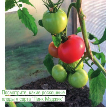 Гибрид с отличным вкусом — томат пинк импрешн f1: описание сорта и его характеристики