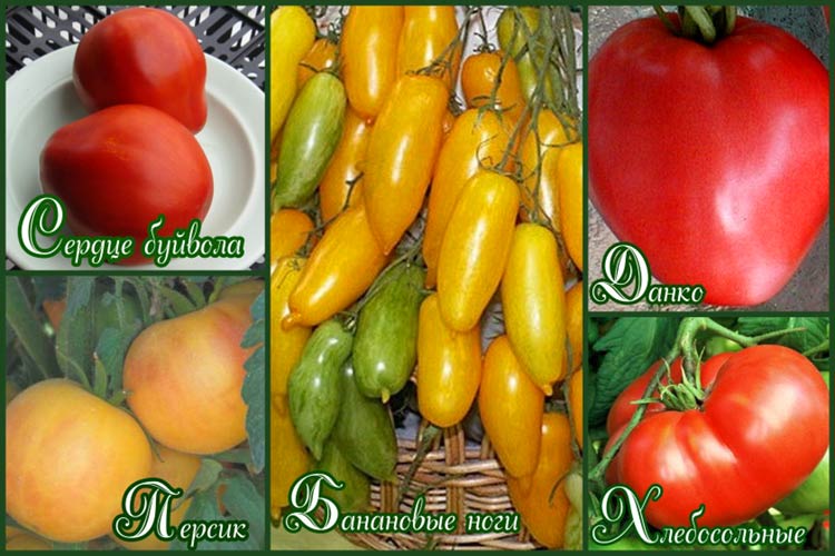 Голландские томаты для теплиц и открытого грунта