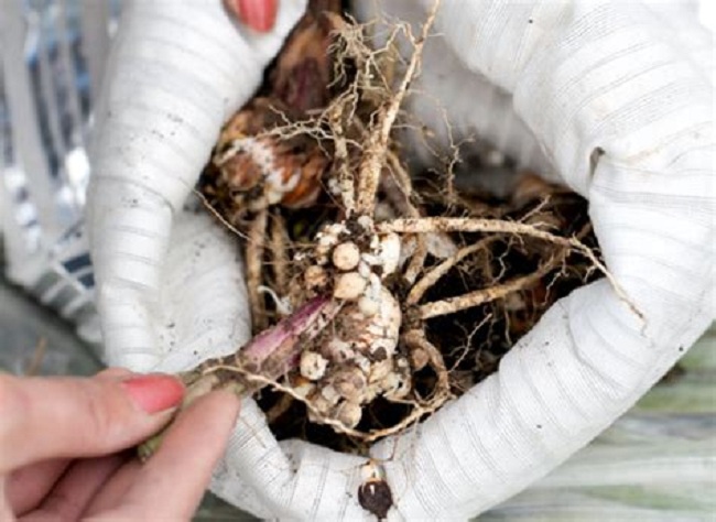 Как хранить гладиолусы зимой в домашних условиях: от а до я – выкопка, обработка, подготовка луковиц к хранению– 4 сезона огородника
