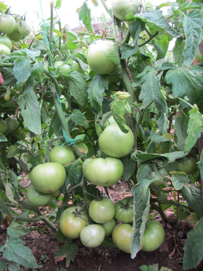7 лучших гибридов томатов от компании ильинична