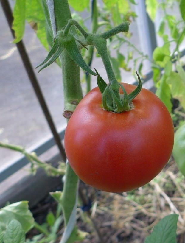 Лучшие сорта томатов для урала