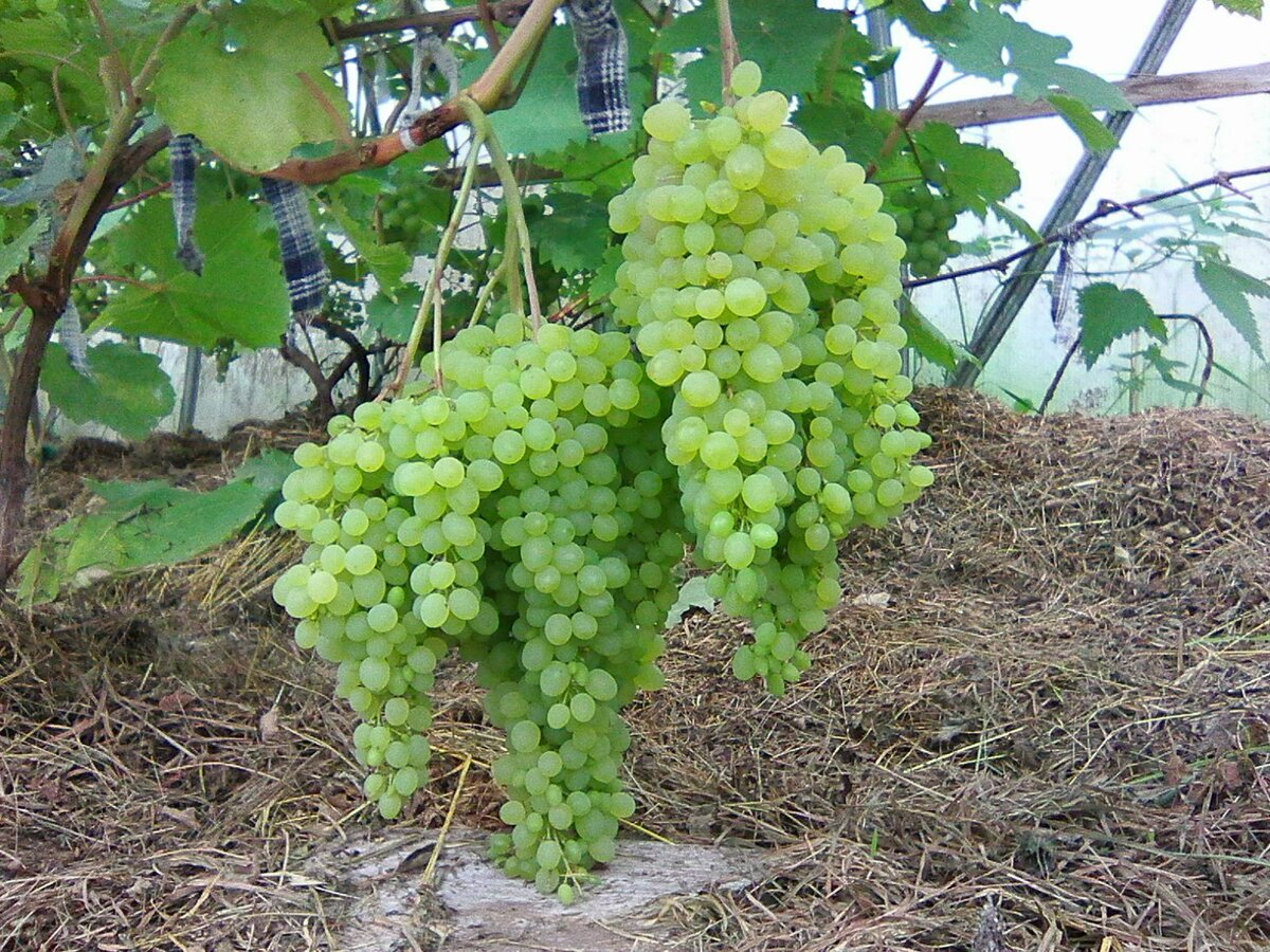 Виноград русбол, описание сорта