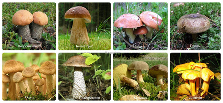 Съедобные и ядовитые грибы саратовской области — фото и название