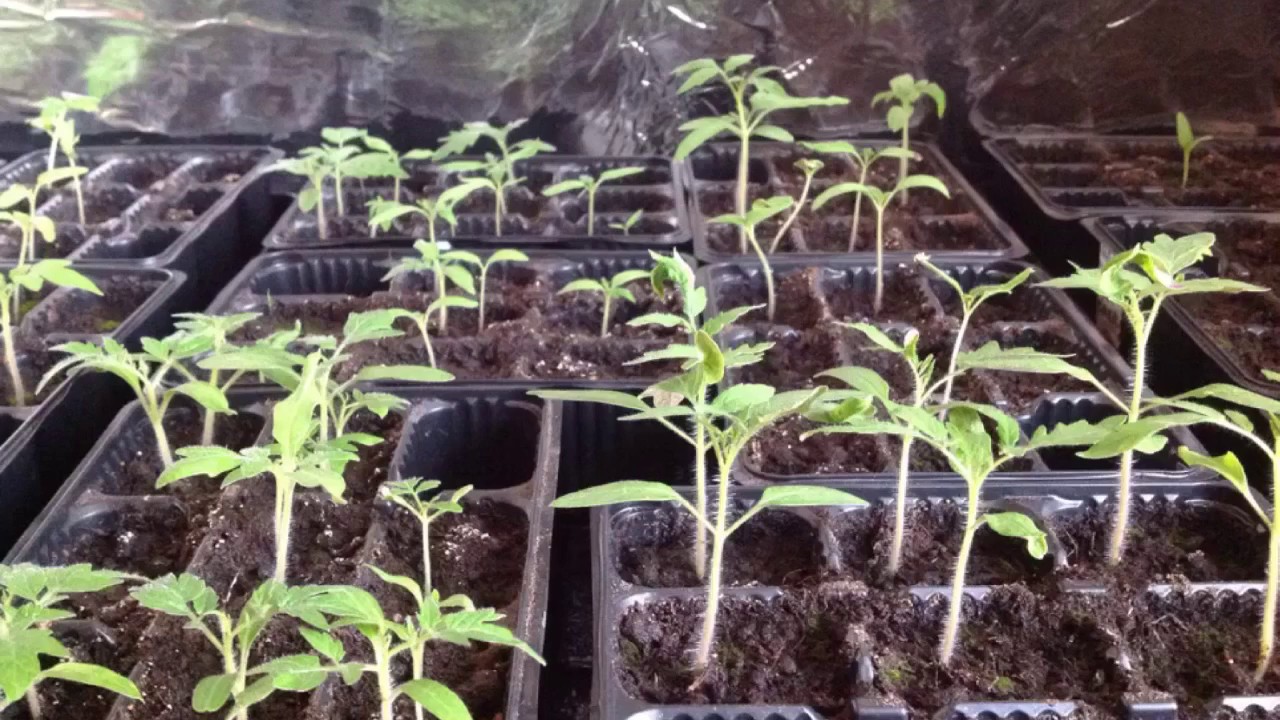 Подготовка почвы в теплице под помидоры весной: как вырастить здоровый урожай