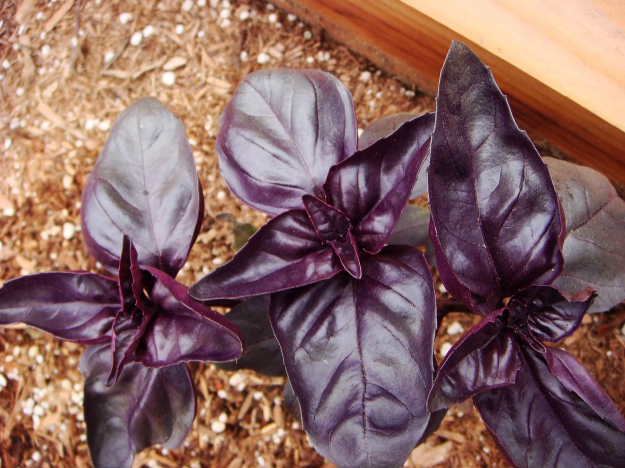 Базилик фиолетовый русский гигант — описание сорта, фото, отзывы садоводов