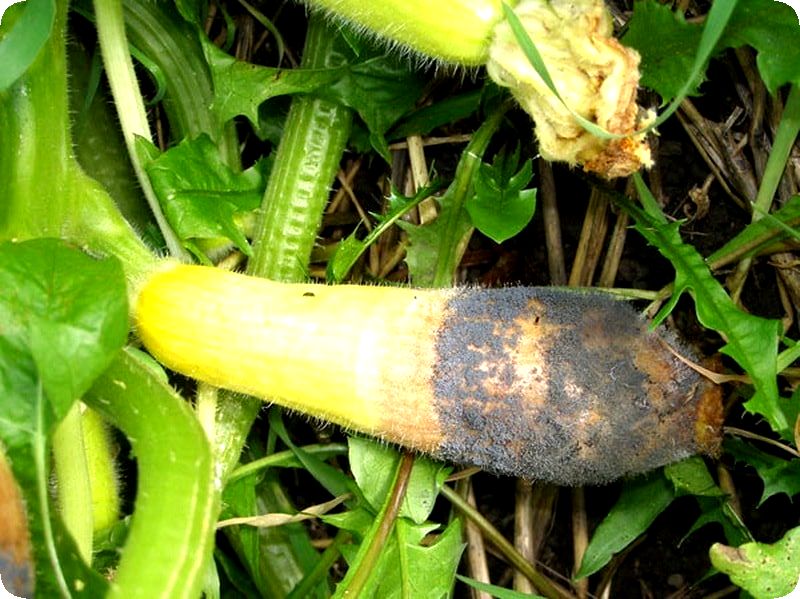 Как выращивать кабачки в теплице - сам себе сад