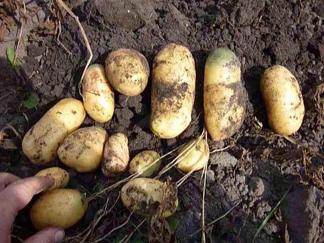 Картофель королева анна: описание и характеристика сорта, выращивание с фото