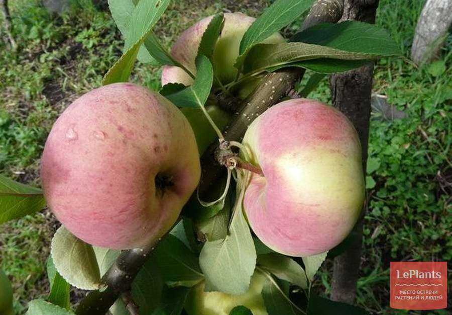 «боровинка» – сорт яблок для любителей кисленького