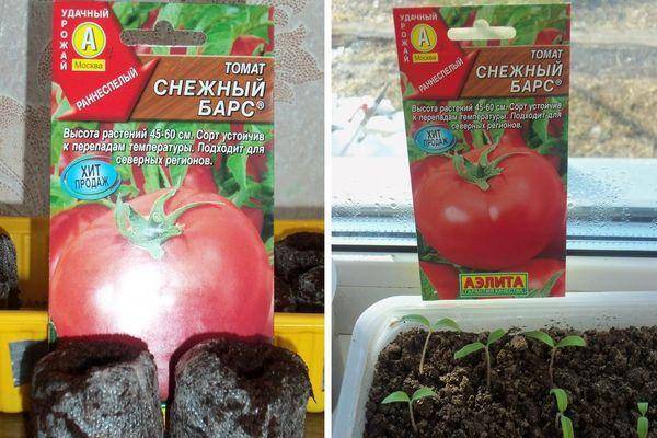 Описание раннеспелого сорта томата Снежный барс и агротехника выращивания