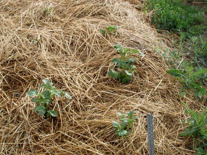 Выращивание картофеля в соломе: посадка и уход, преимущества и недостатки