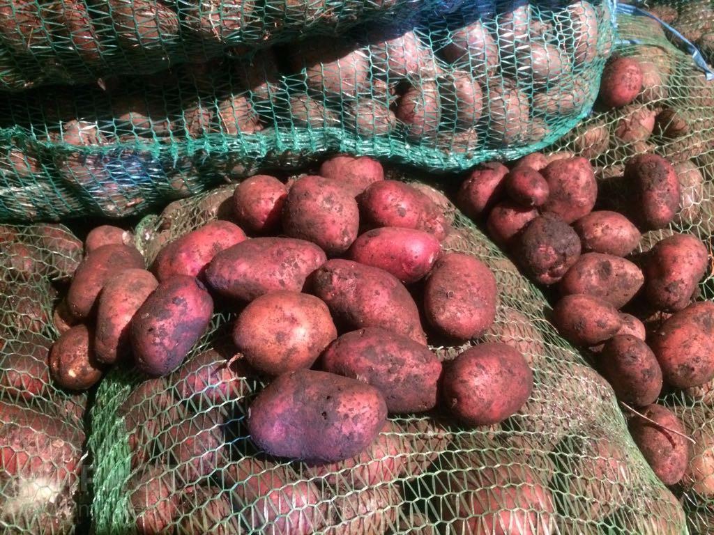 Описание и характеристика картофеля любава. как успешно вырастить этот сорт и сохранить урожай?