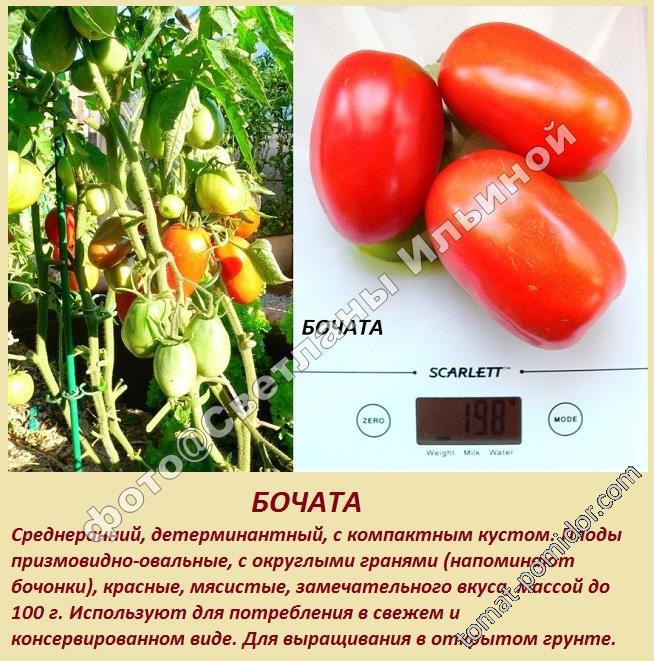Детерминантные сорта томатов для открытого грунта - особенности, посадка и уход