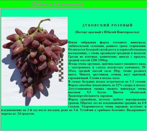 Виноград ландыш: описание и характеристики сорта, правила выращивания и ухода