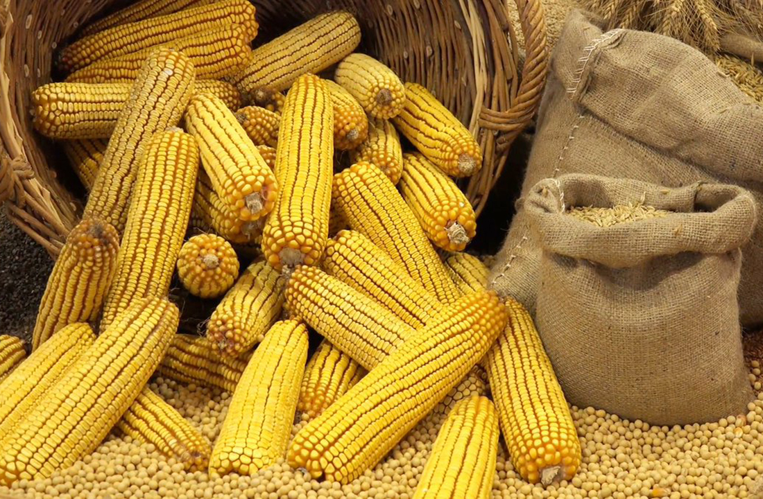 Возделывание кукурузы на силос и зерно