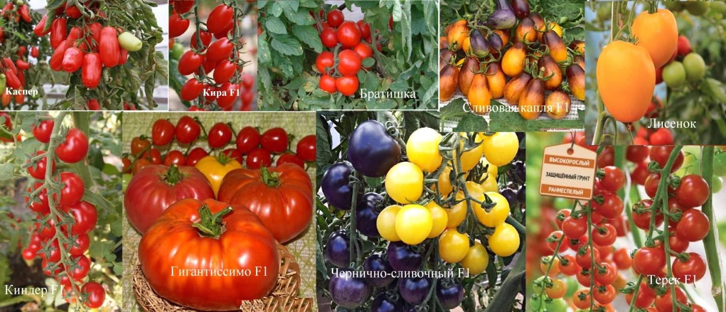 Описание томата Большая радуга и правила выращивания растения