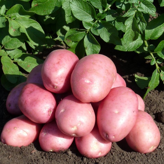 Сорт картофеля луговской: описание и характеристика, отзывы