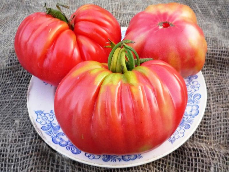 Диетические помидоры с замечательным вкусом — томат розамарин фунтовый: описание сорта и его характеристики