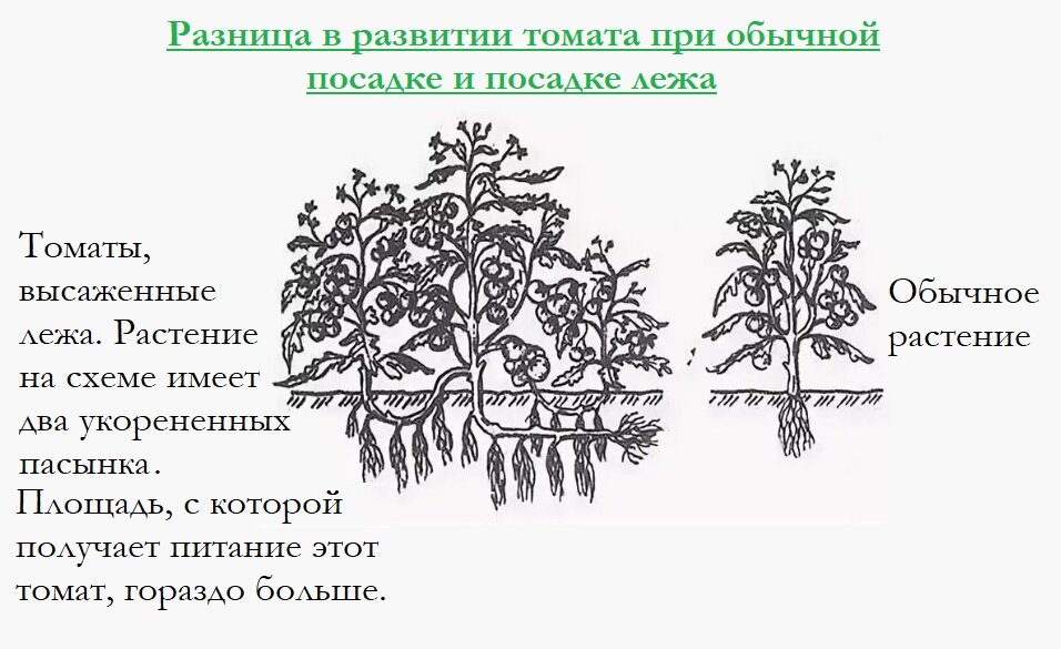 Схема посадки переросших томатов