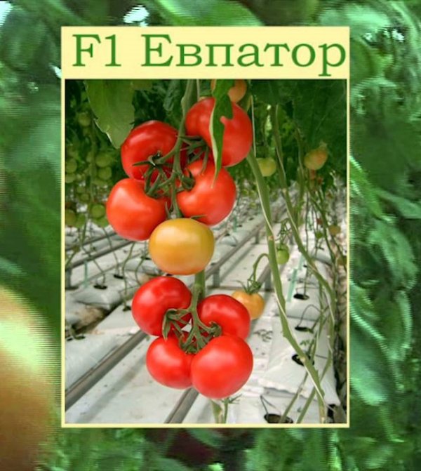 Томат евпатор f1 - описание сорта гибрида, характеристика, урожайность, отзывы, фото