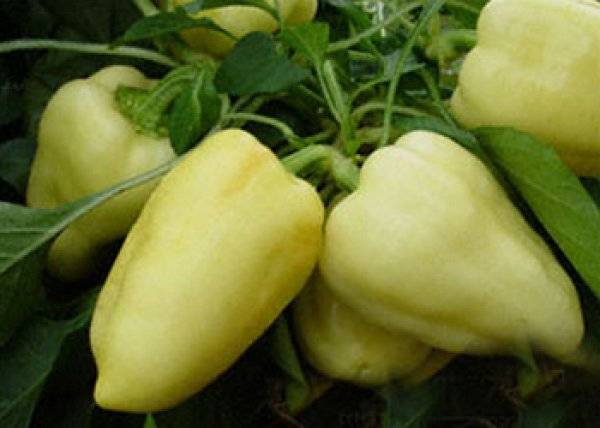 Перец сорта «белозерка»: характеристика сорта и особенности выращивания рассады