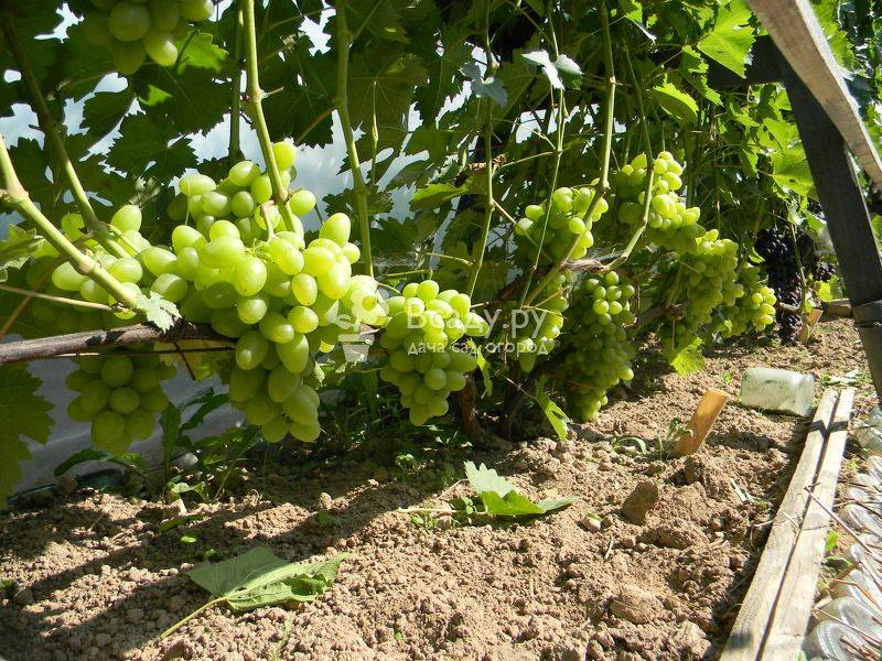 Лучшие сорта винограда для выращивания на Урале, правила посадки и ухода летом