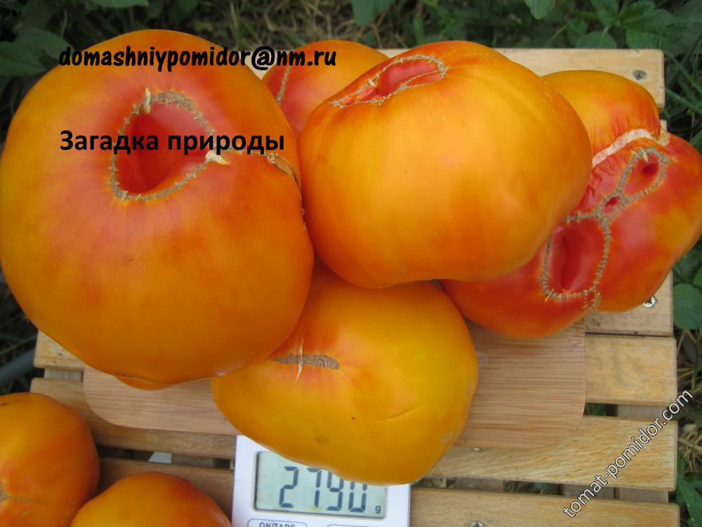 Детерминантные помидоры: лучшие сорта для теплицы. 110 фото и видео советы по выращиваю