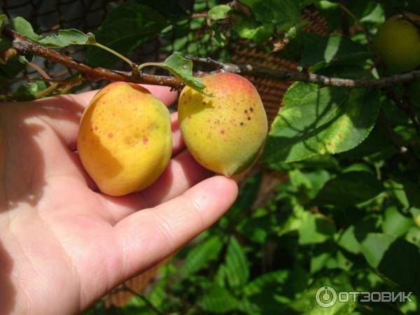 Погремок — урожайный сорт абрикоса