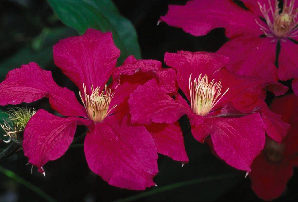 Клематисы крупноцветковые: сорта, посадка, уход и размножение