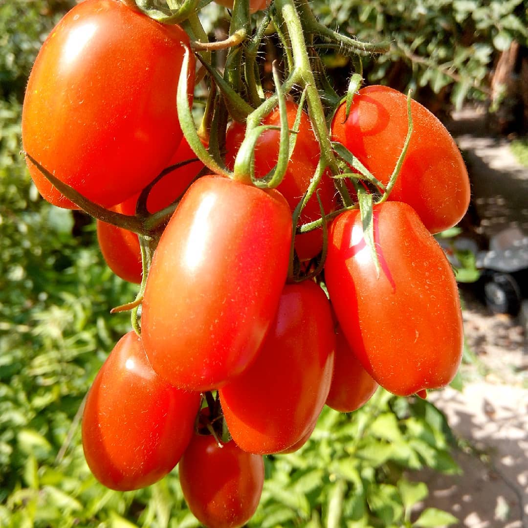 ᐉ томаты японской селекции для теплиц – касамори f1 - zooshop-76.ru