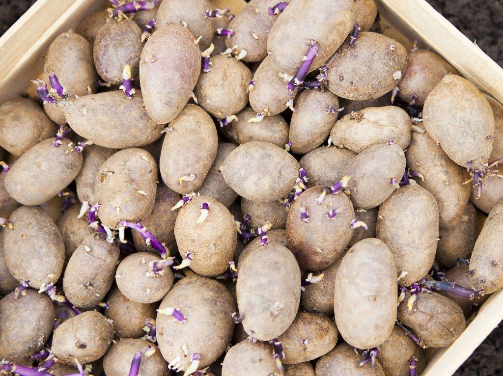 Как вырастить семена картофеля – полная технология