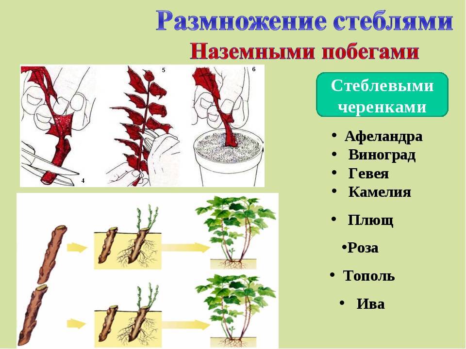 Смородина - выращивание на дачном участке, тонкости и нюансы