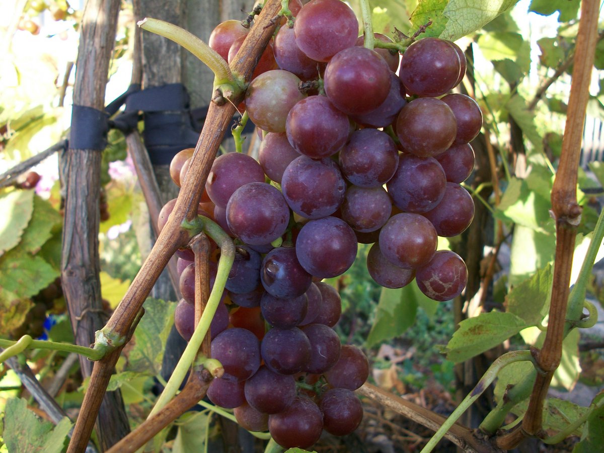 Описание сорта винограда валек