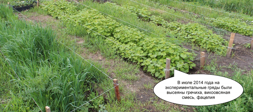 Сидераты: когда сеять и закапывать, выбор лучших для огорода