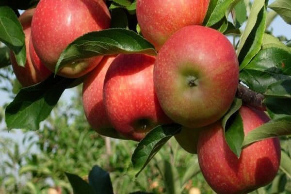 Яблоня кустовая кроха – есть ли смысл выращивать?