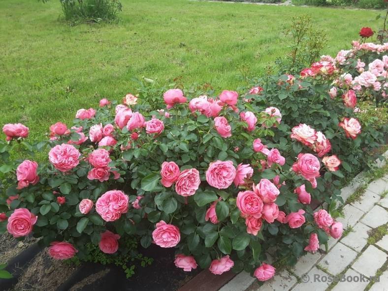 Роза леонардо да винчи: фото и описание сорта, отзывы, посадка и уход, выращивание