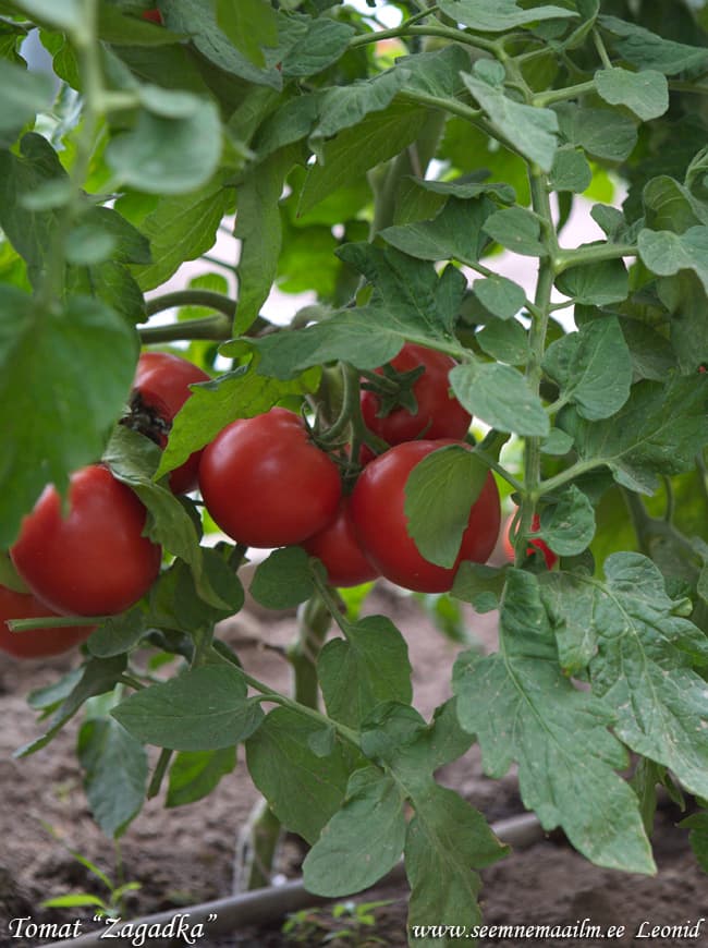 Томат «загадка»: описание сорта, фото и основные характеристики помидора русский фермер