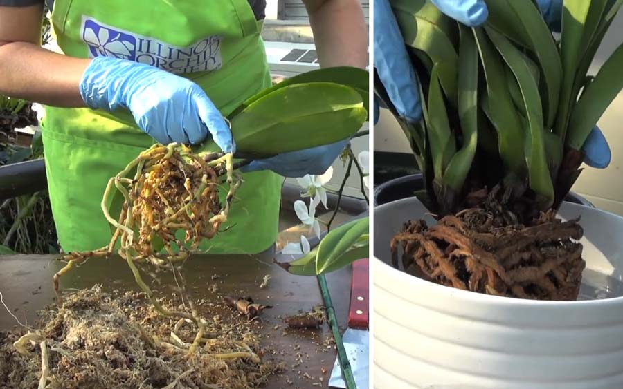 Как пересадить орхидею в домашних условиях в другой горшок пошаговое фото видео