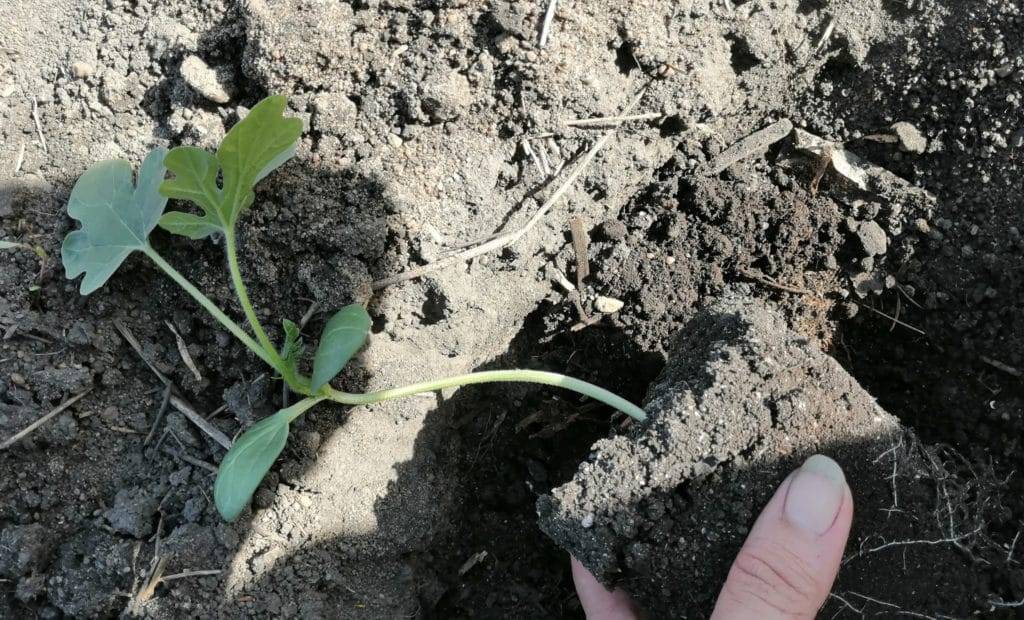 Как вырастить арбузы и дыни в подмосковье и собрать отличный урожай