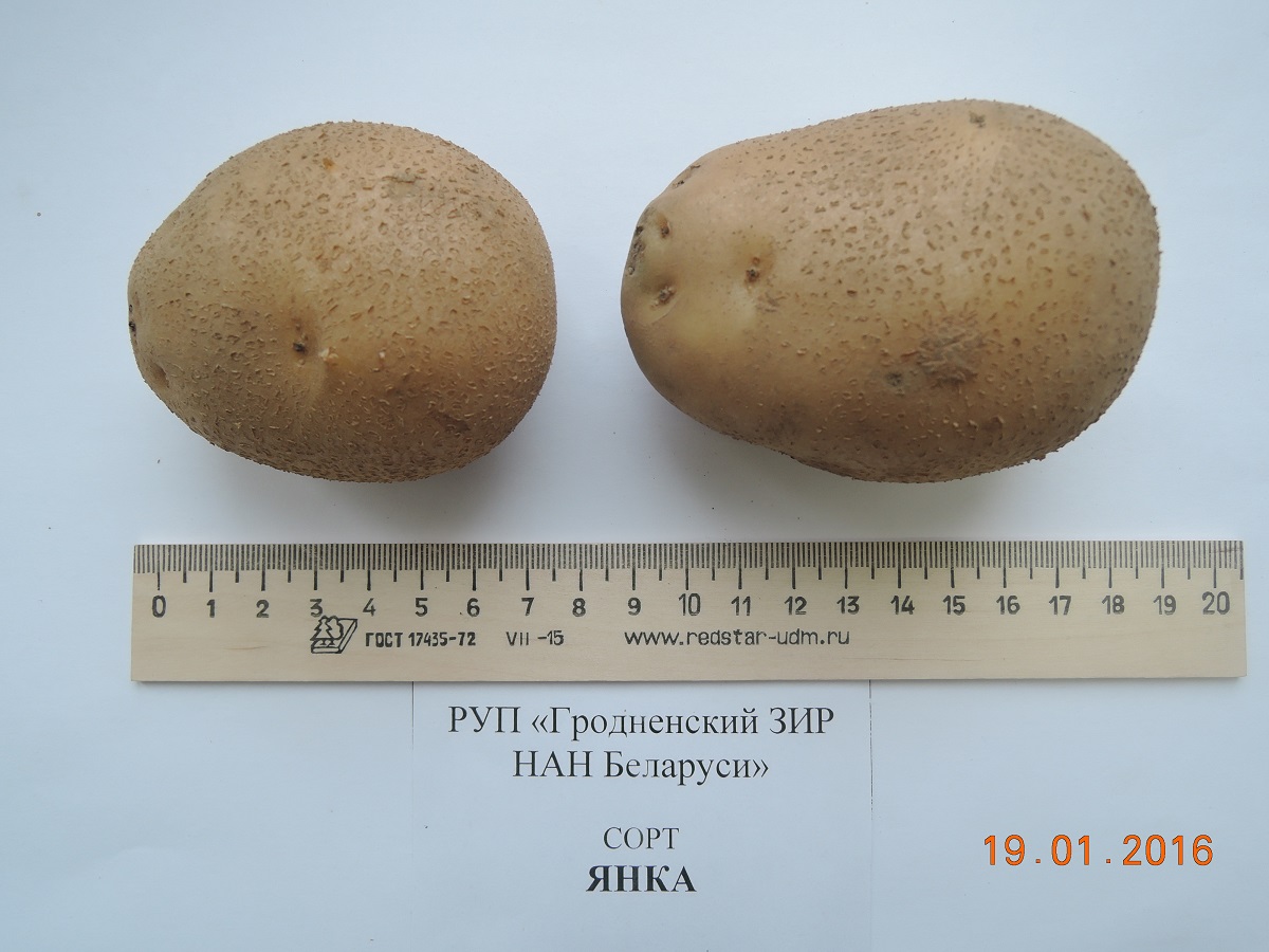 Сорт картофеля колобок: характеристика, описание с фото, отзывы