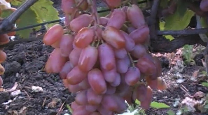 Описание и характеристики сорта винограда «сенсация»
