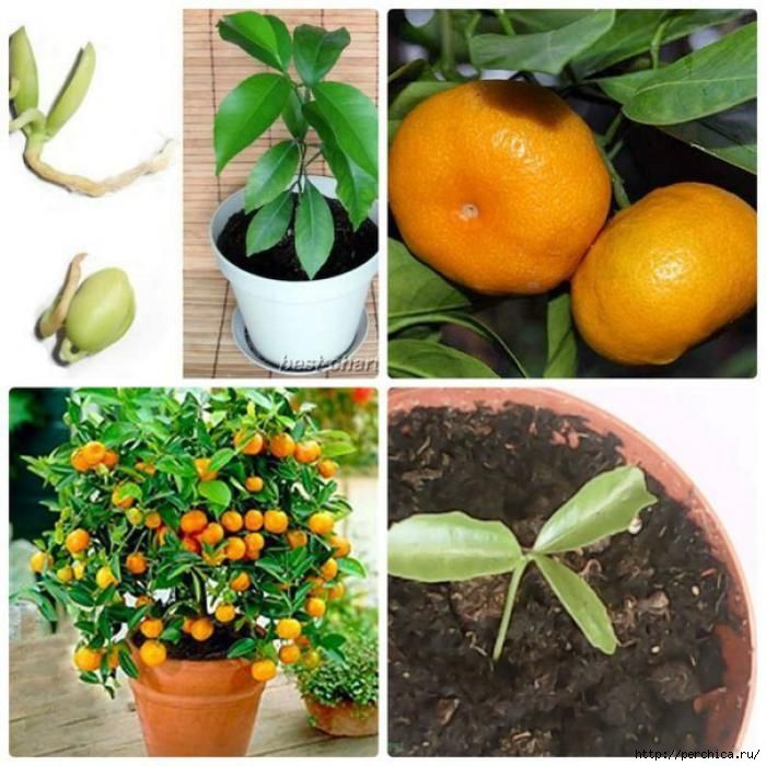 Апельсиновое дерево - выращивание и уход в домашних условиях