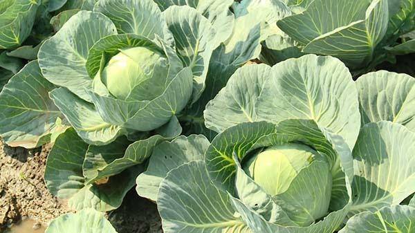 Сорт капусты ринда f1: все, что нужно знать о выращивании