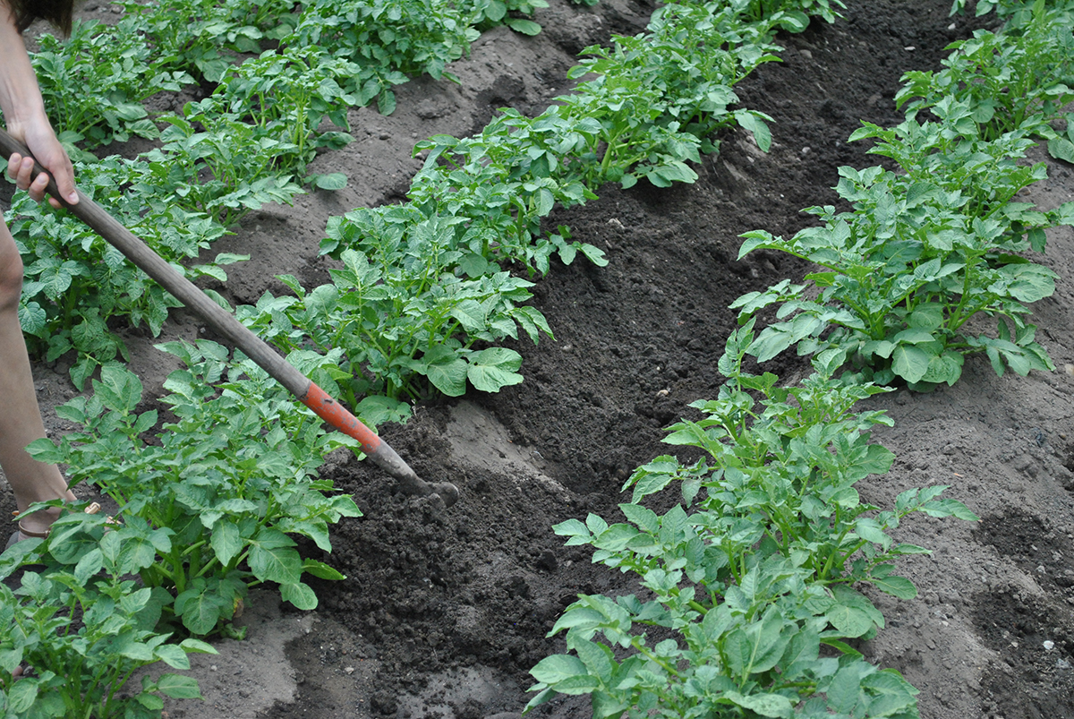 Картофель: посадка, выращивание и уход