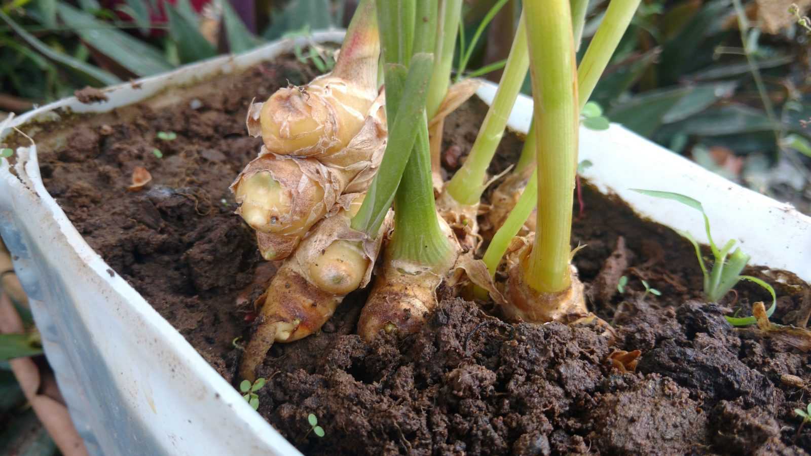 Как выращивать цветок имбирь в домашних условиях из корнеклубня: правила выращивания и ухода, полезные советы