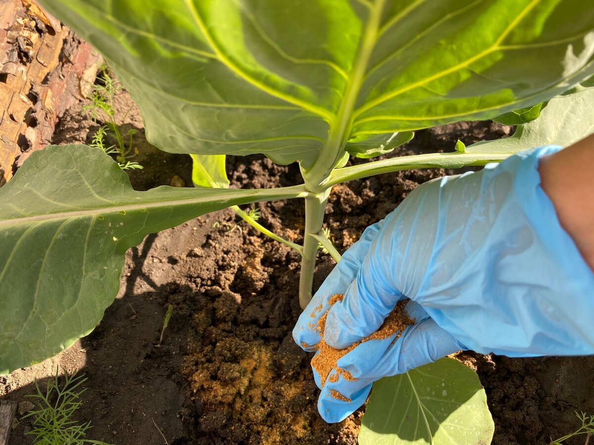 Табачная пыль применение в огороде как удобрения, фото и видео