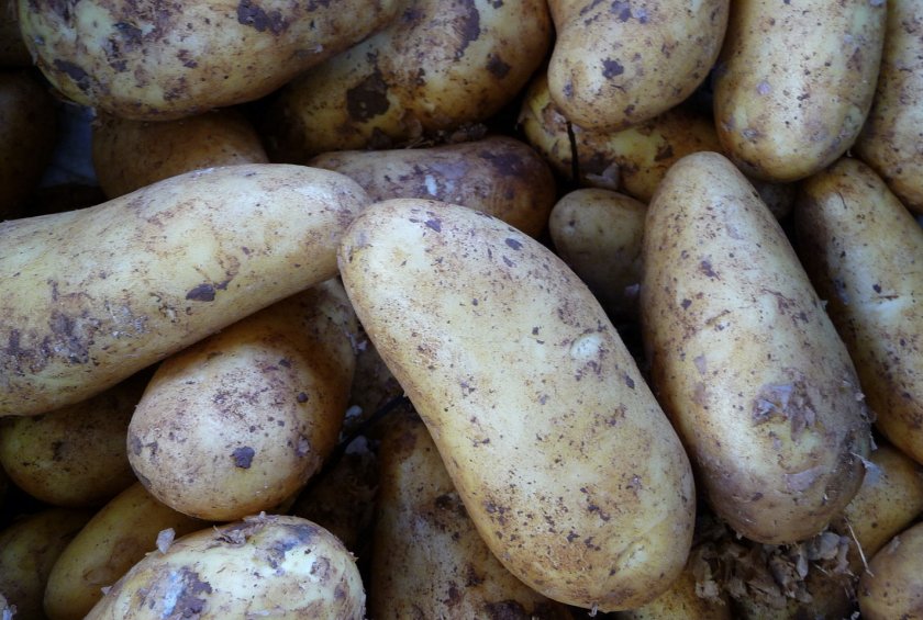 Какой сорт картофеля самый вкусный в беларуси?