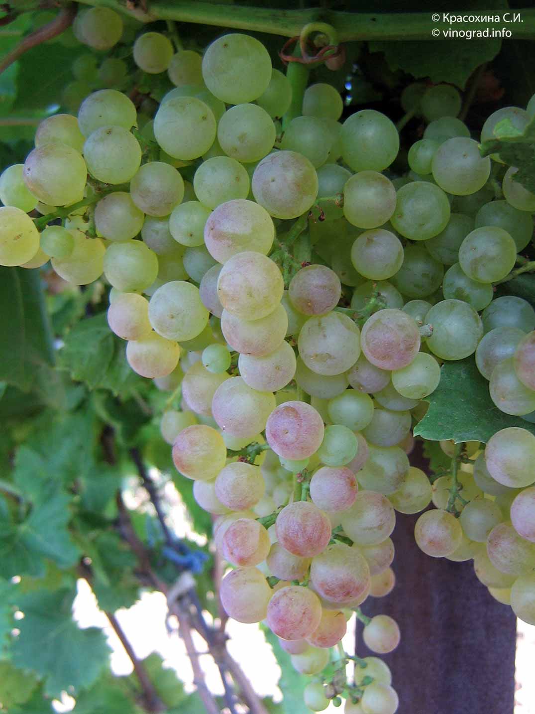 Описание и выращивание винограда сорта Коринка русская
